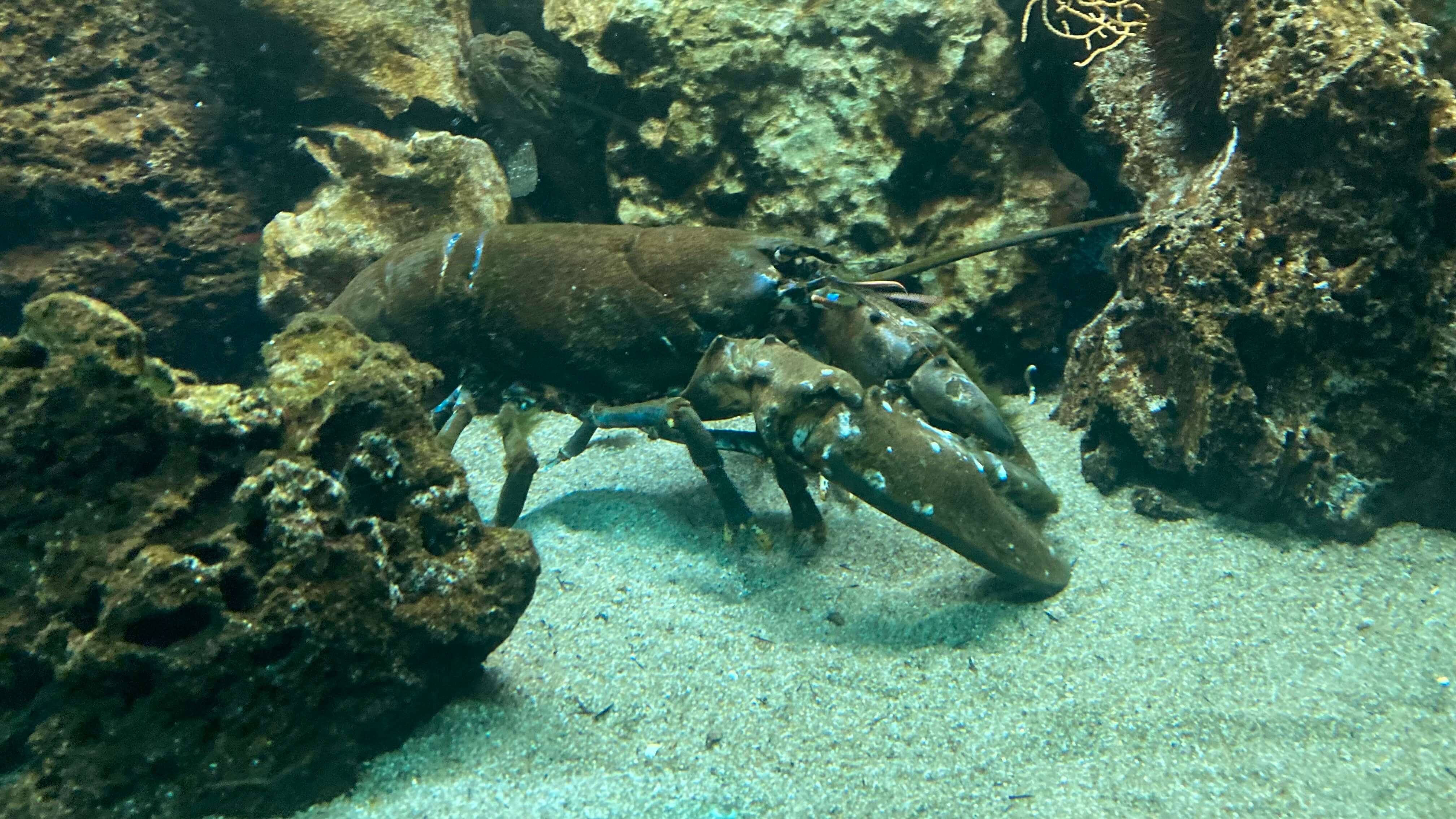 A Crustacean