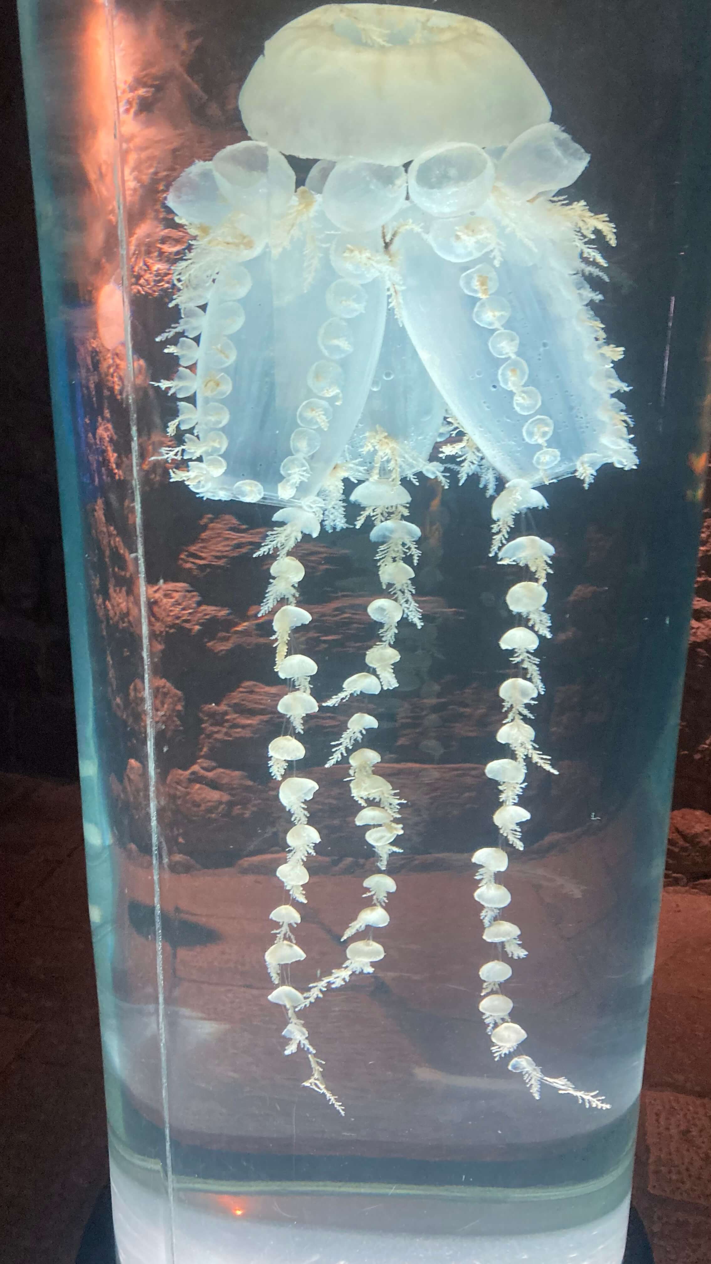 Jellyfish