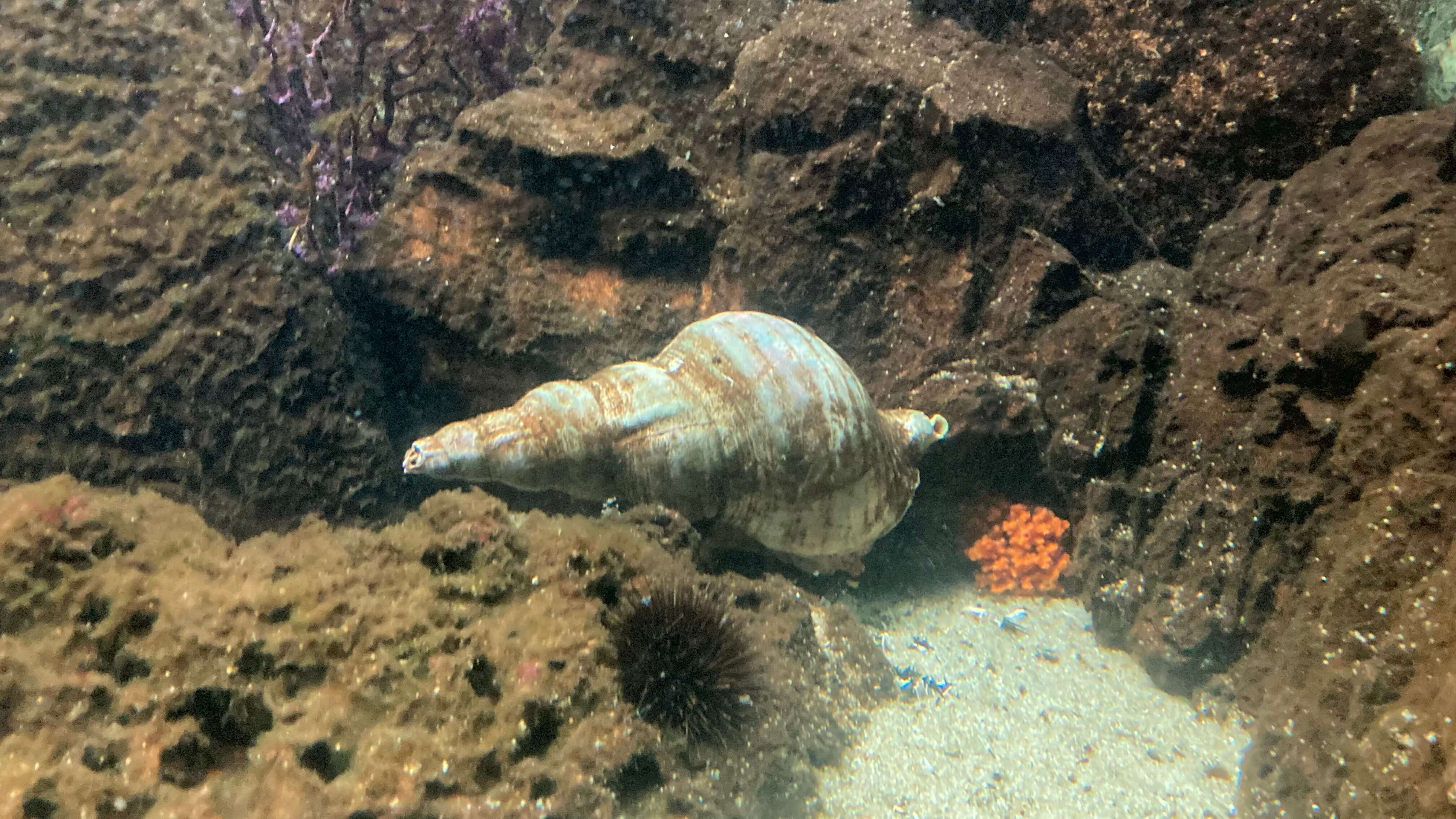 Sea Snail