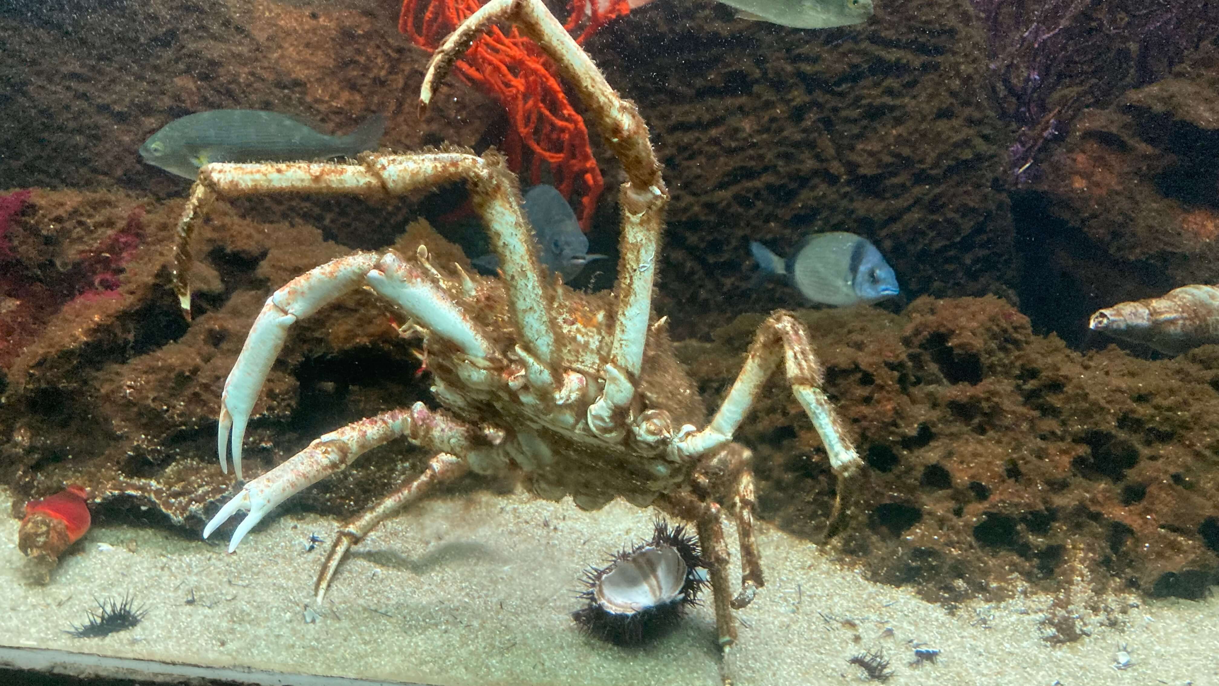 A Crab