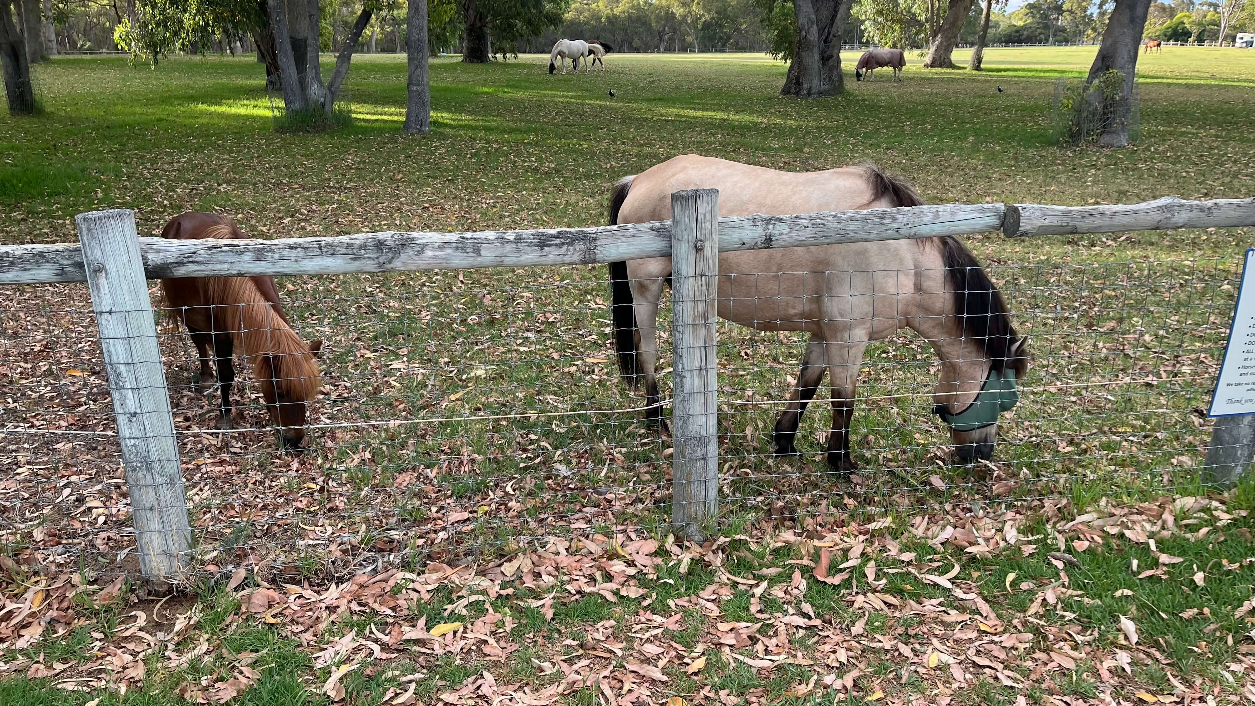 Horses