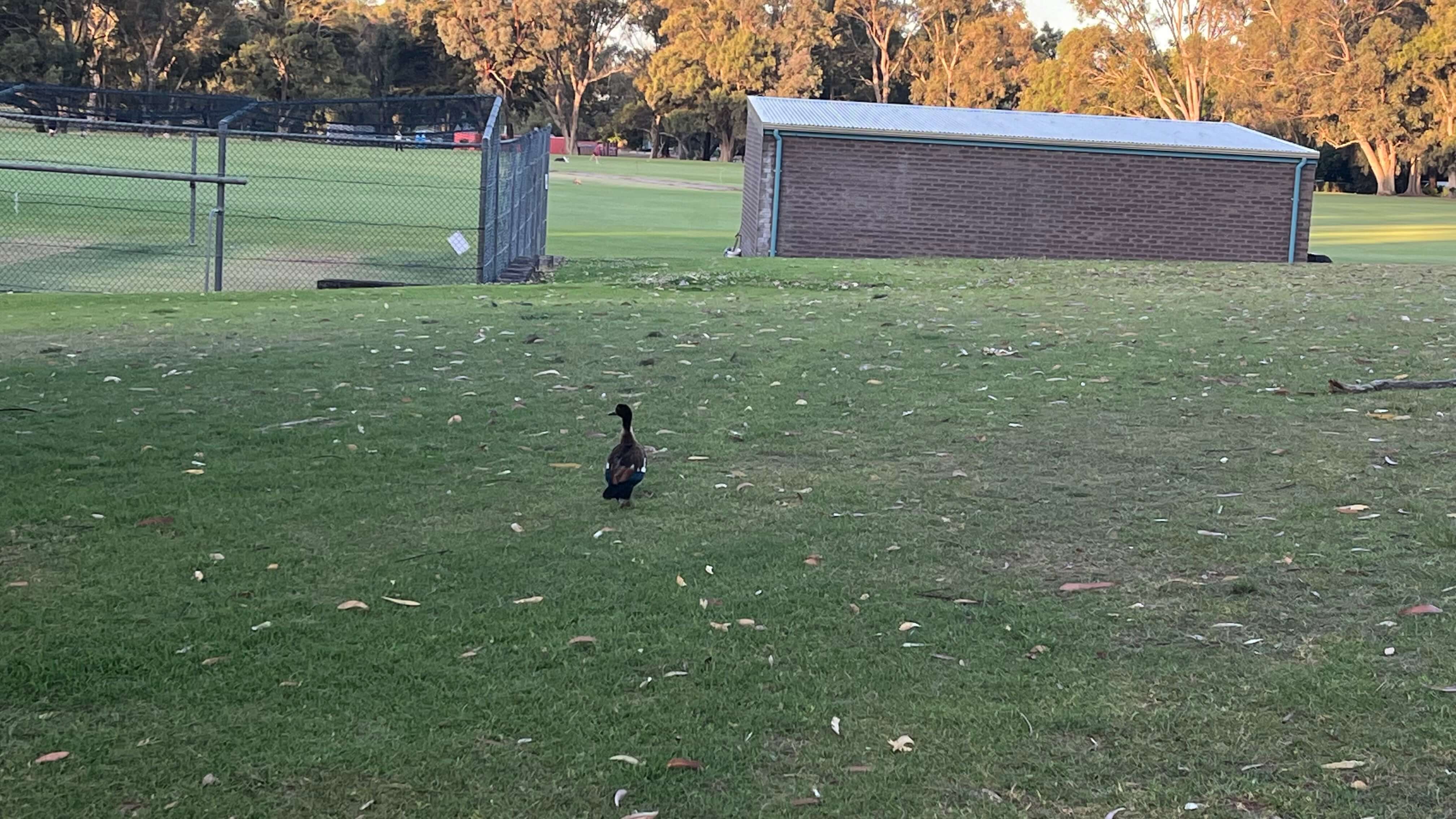 Duck at the Cricket Grounds
