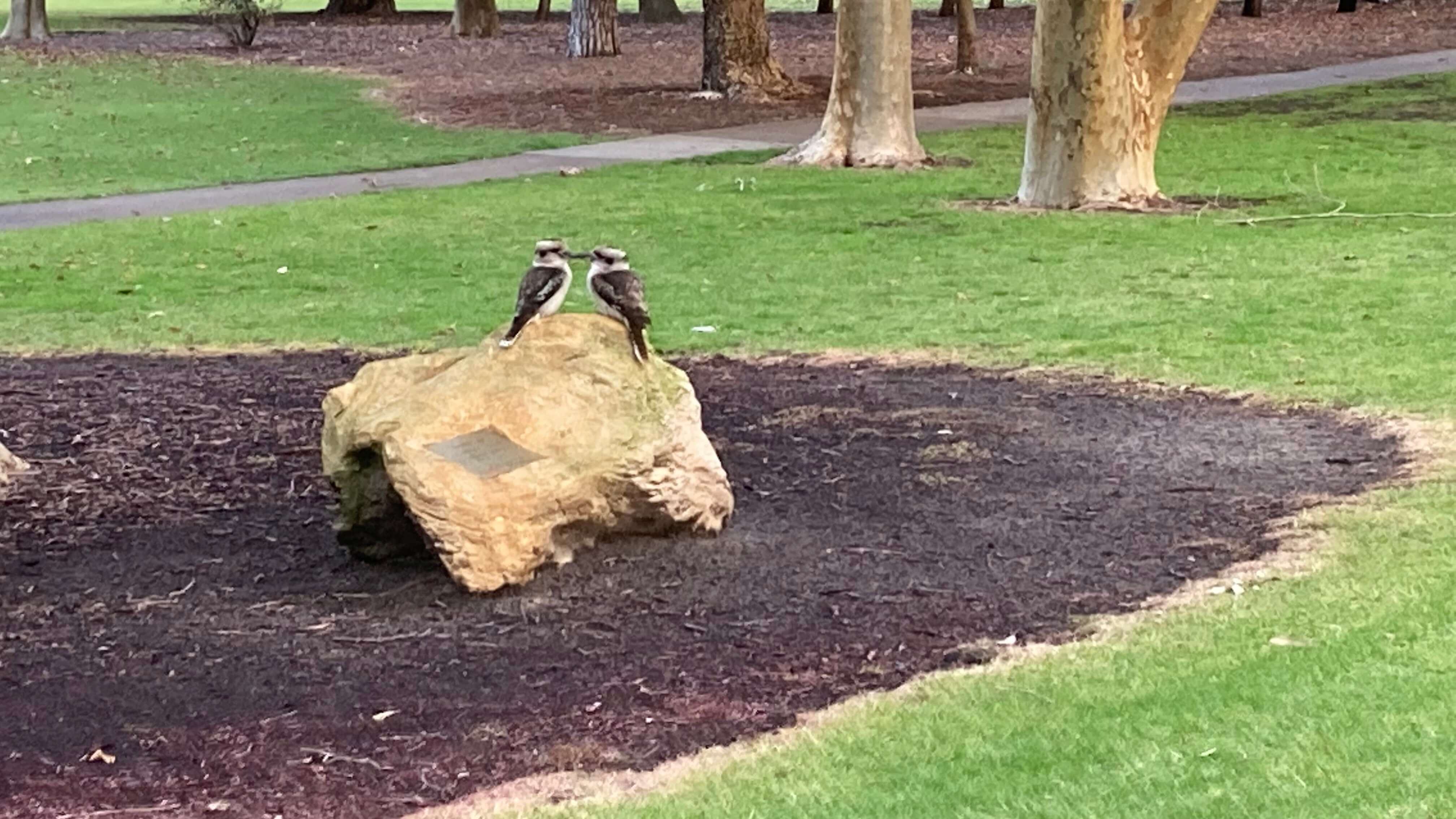 Kookaburras