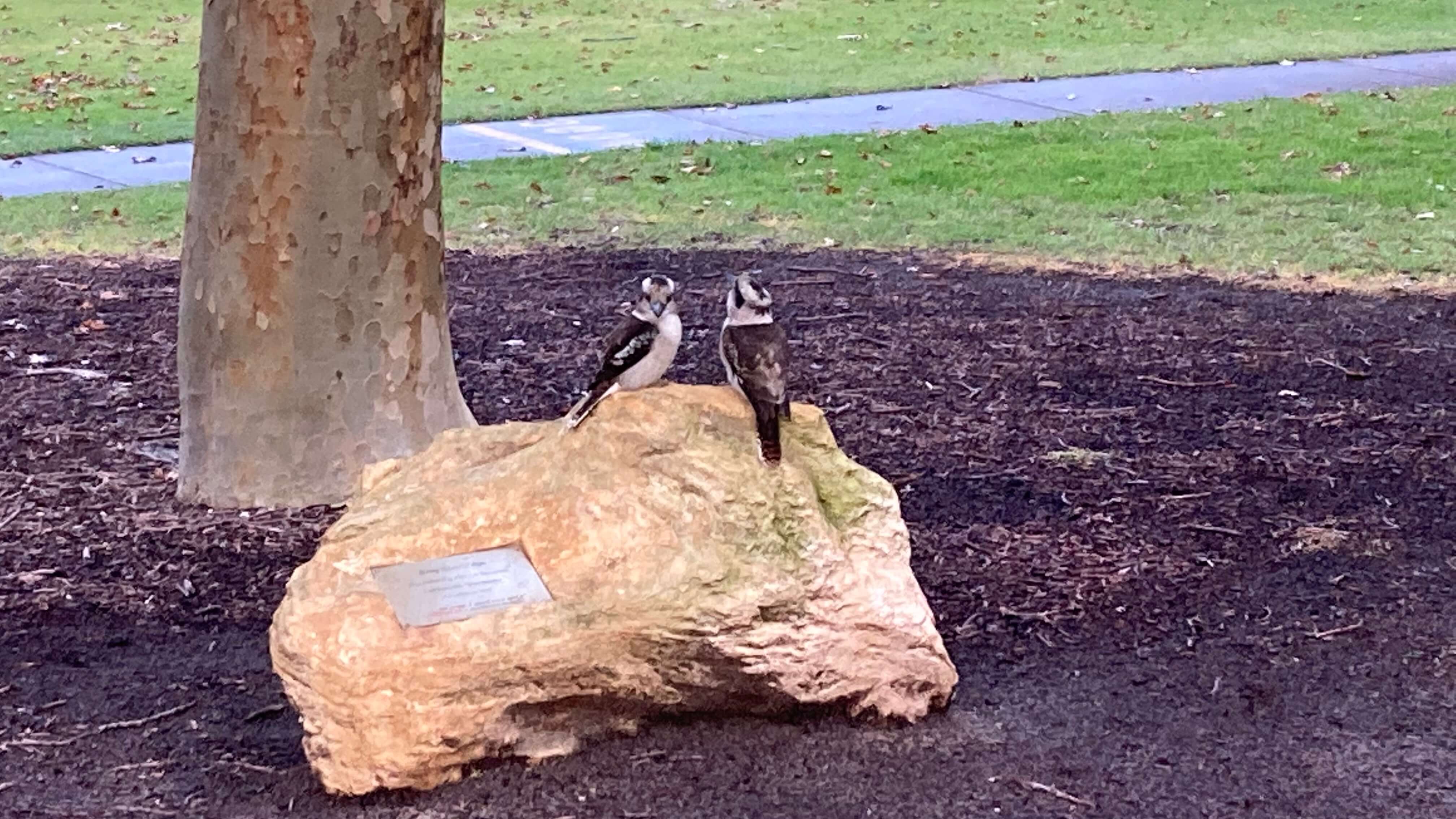 Kookaburras