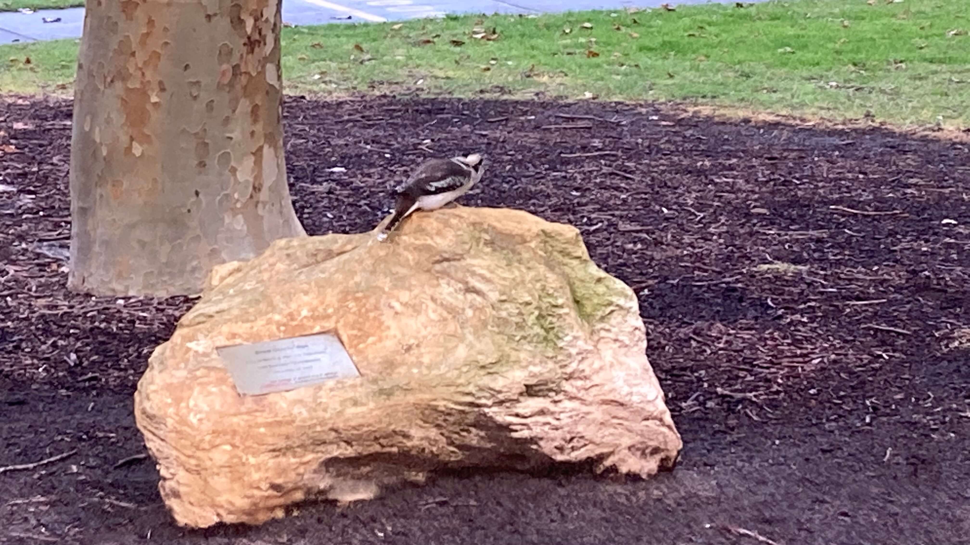 Kookaburra