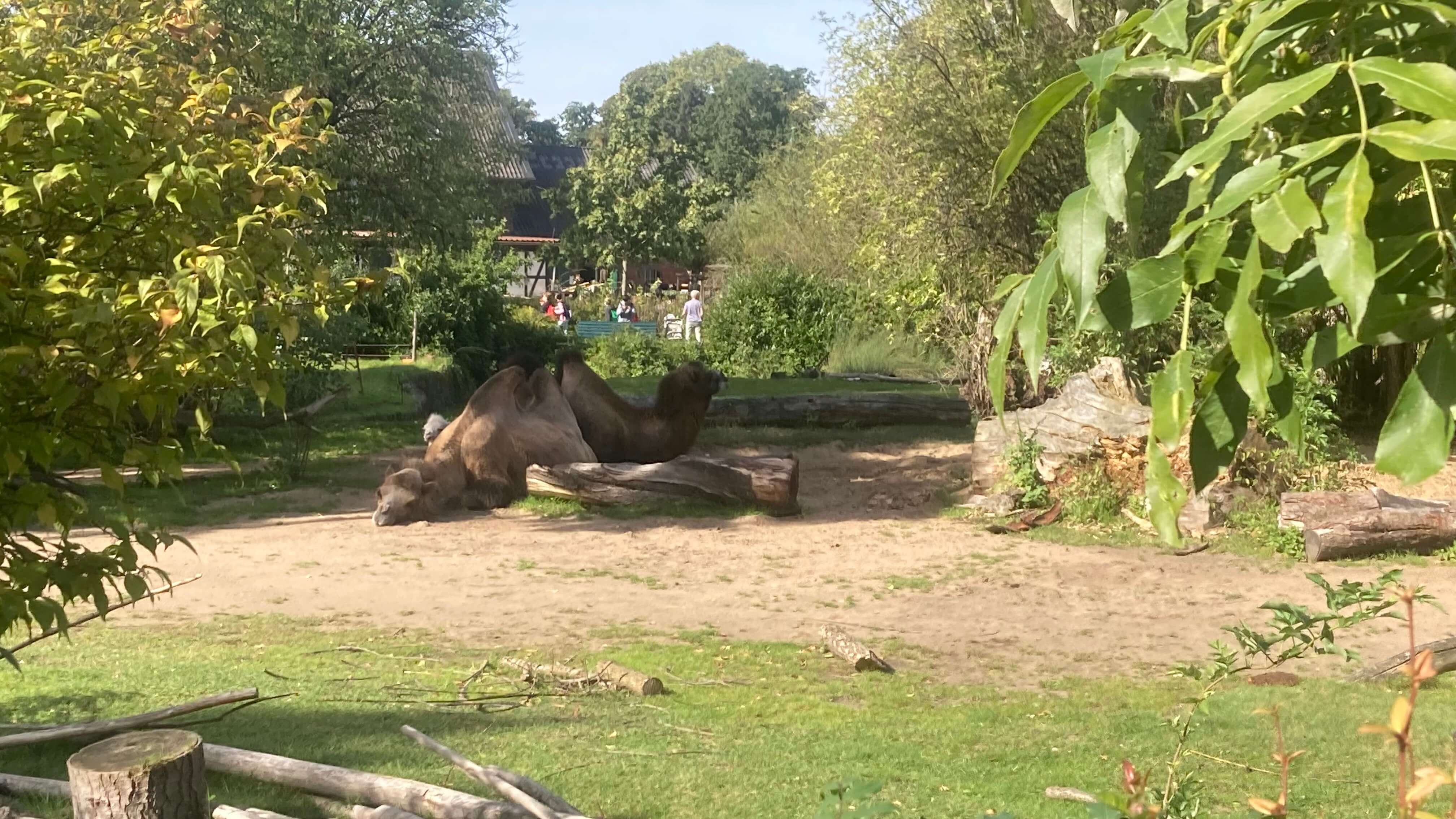 Camels