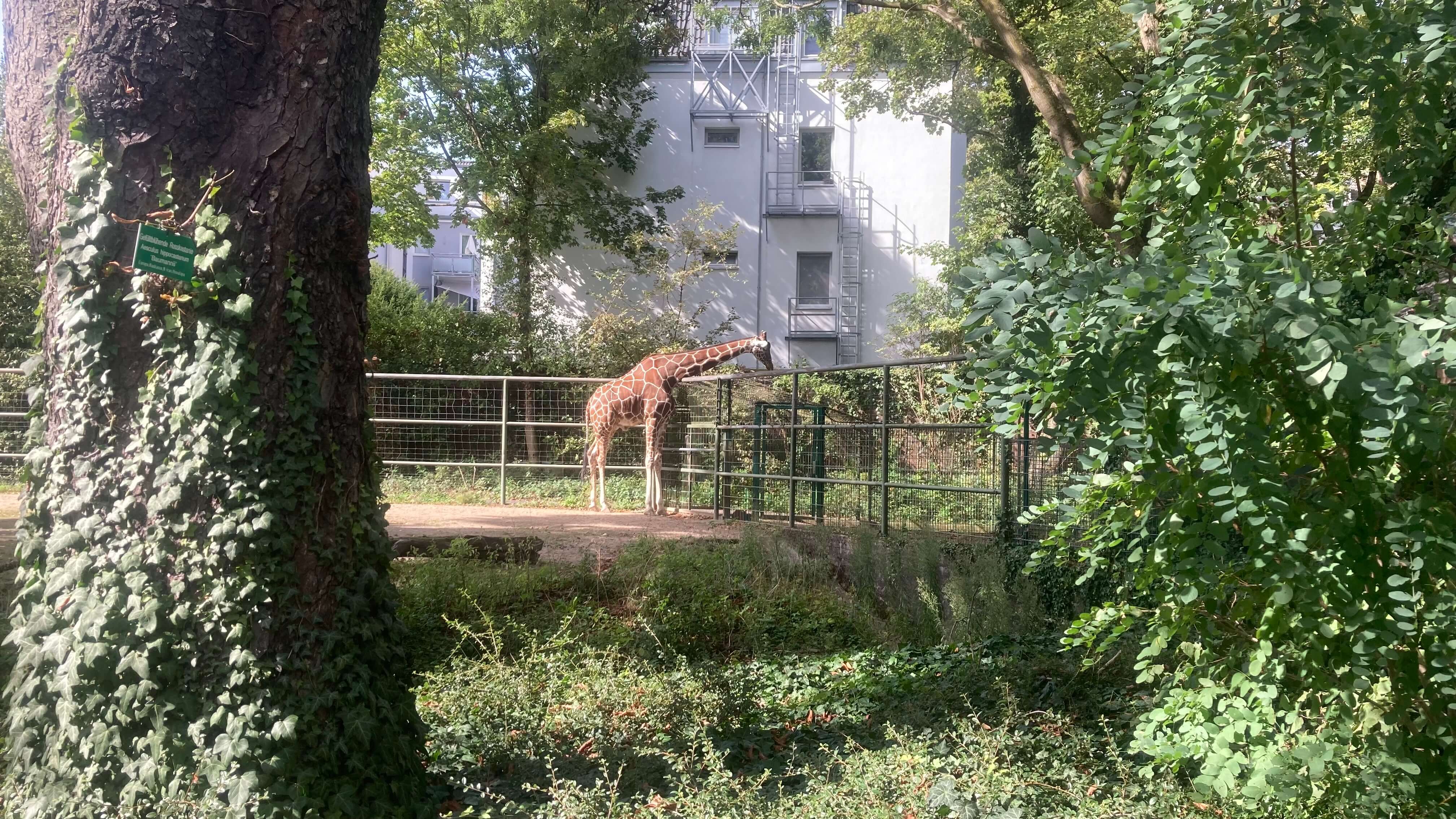 Giraffe
