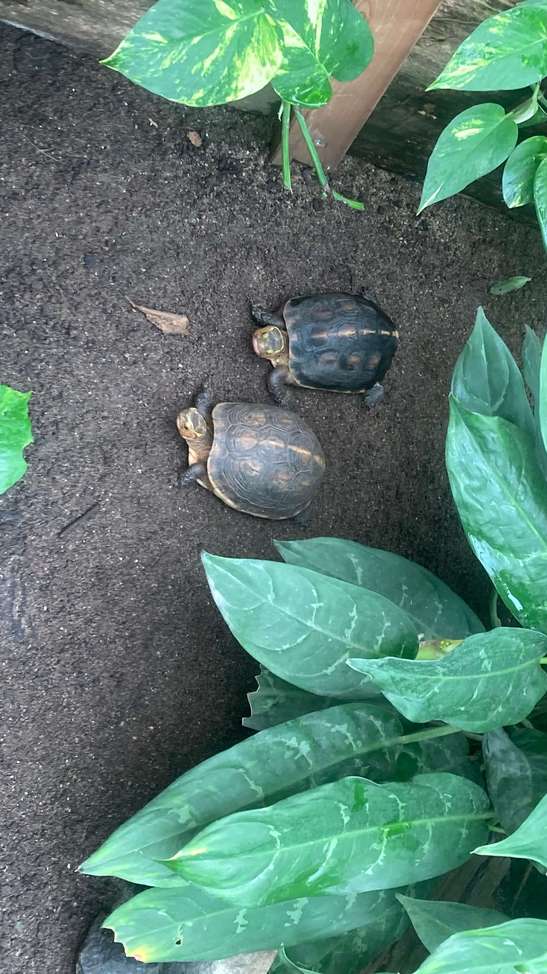 Turtles