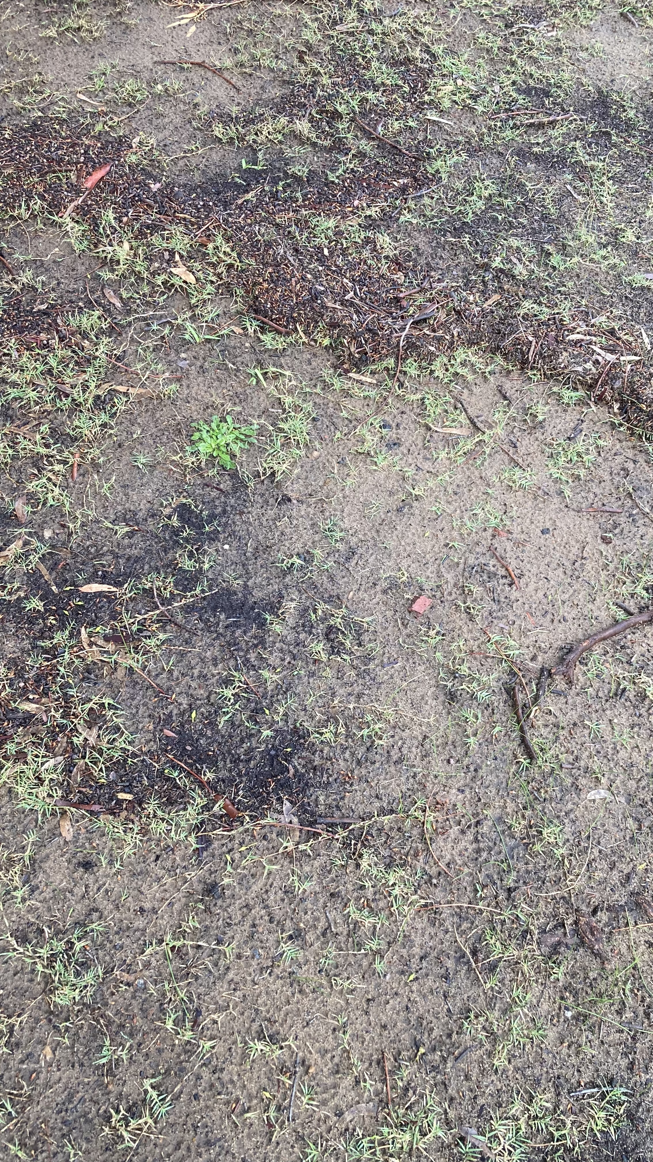 Wet Ground