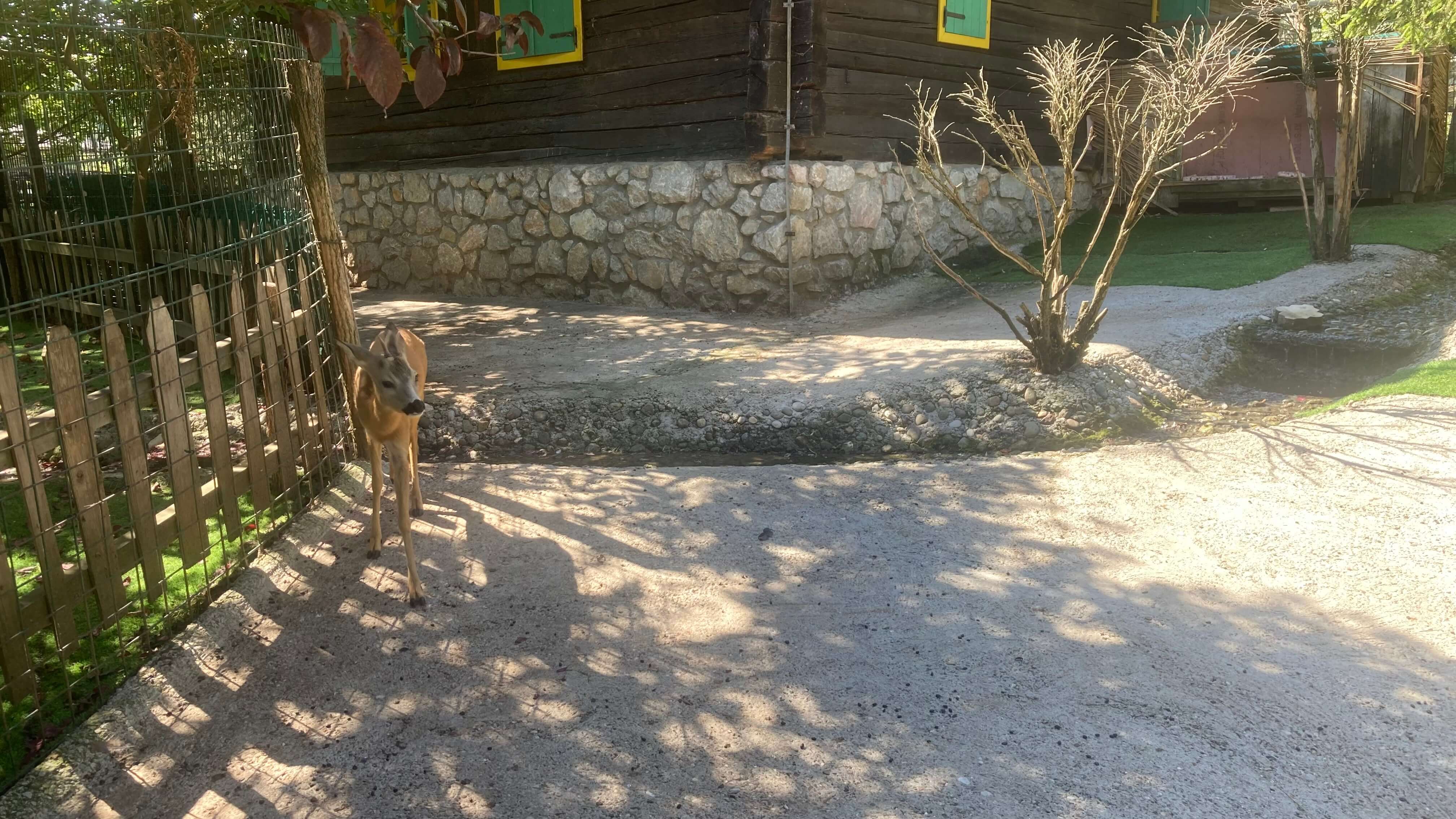 Deer