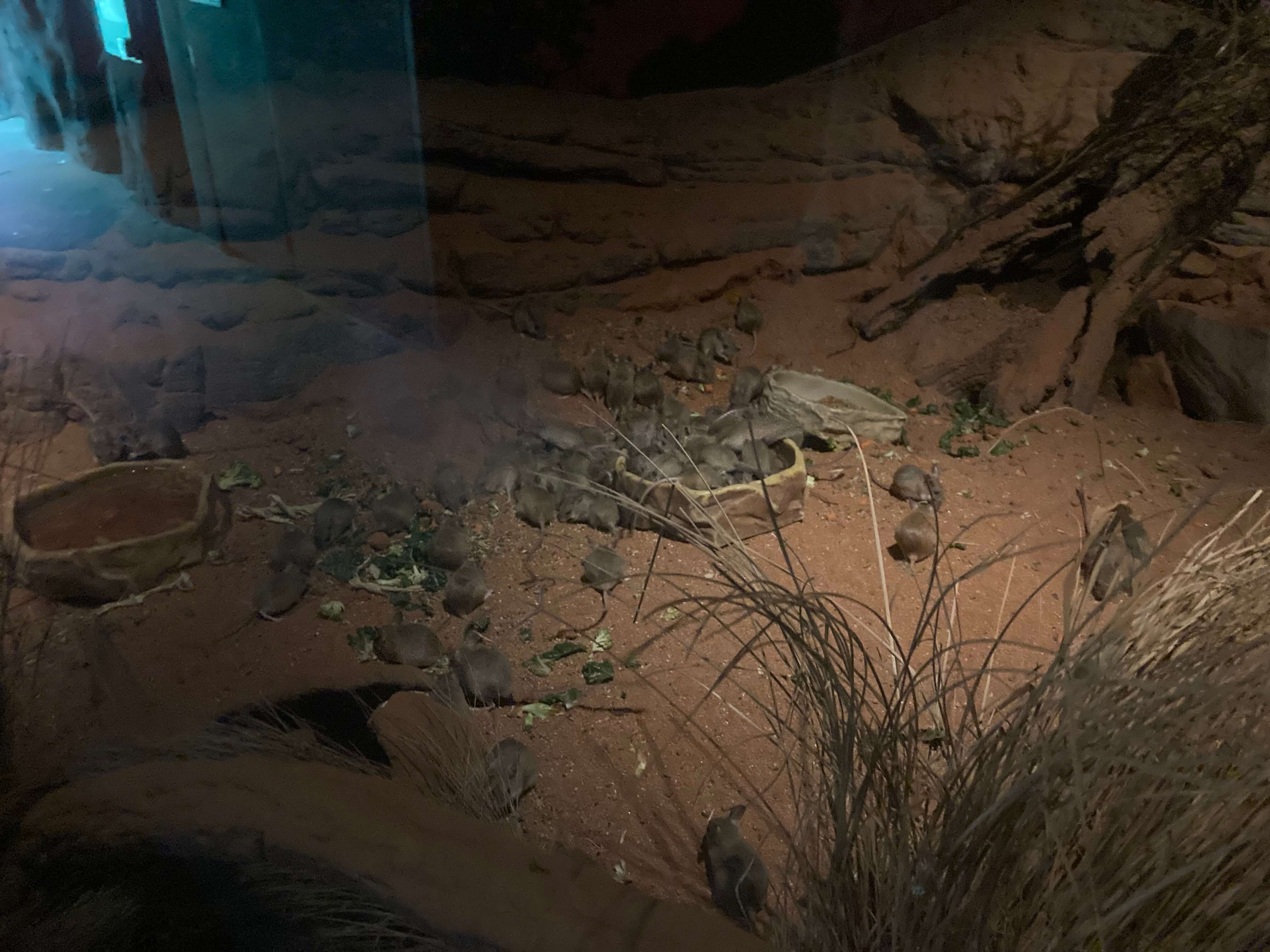 Spinifex Hopping Mice