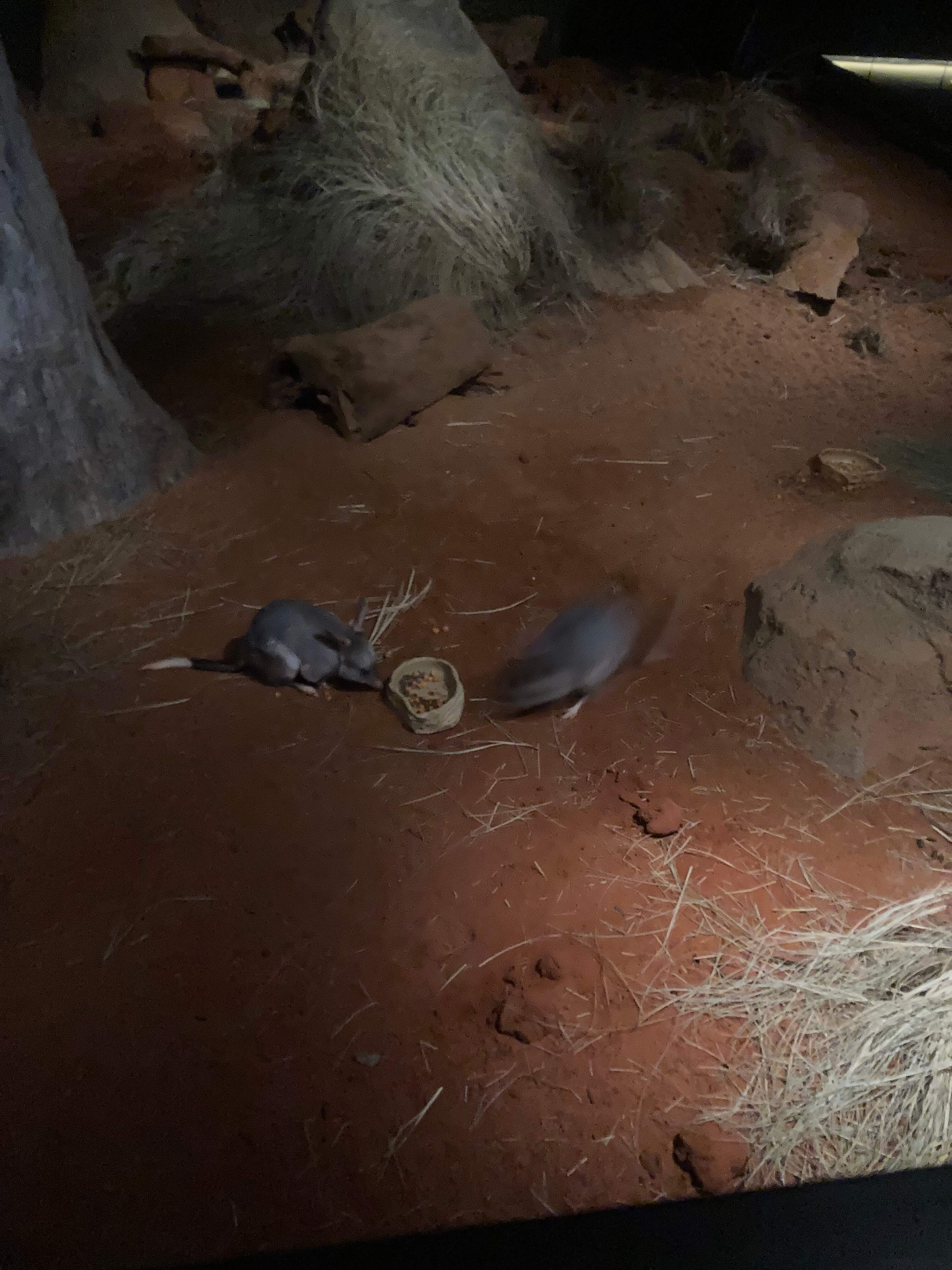 Greater Bilby