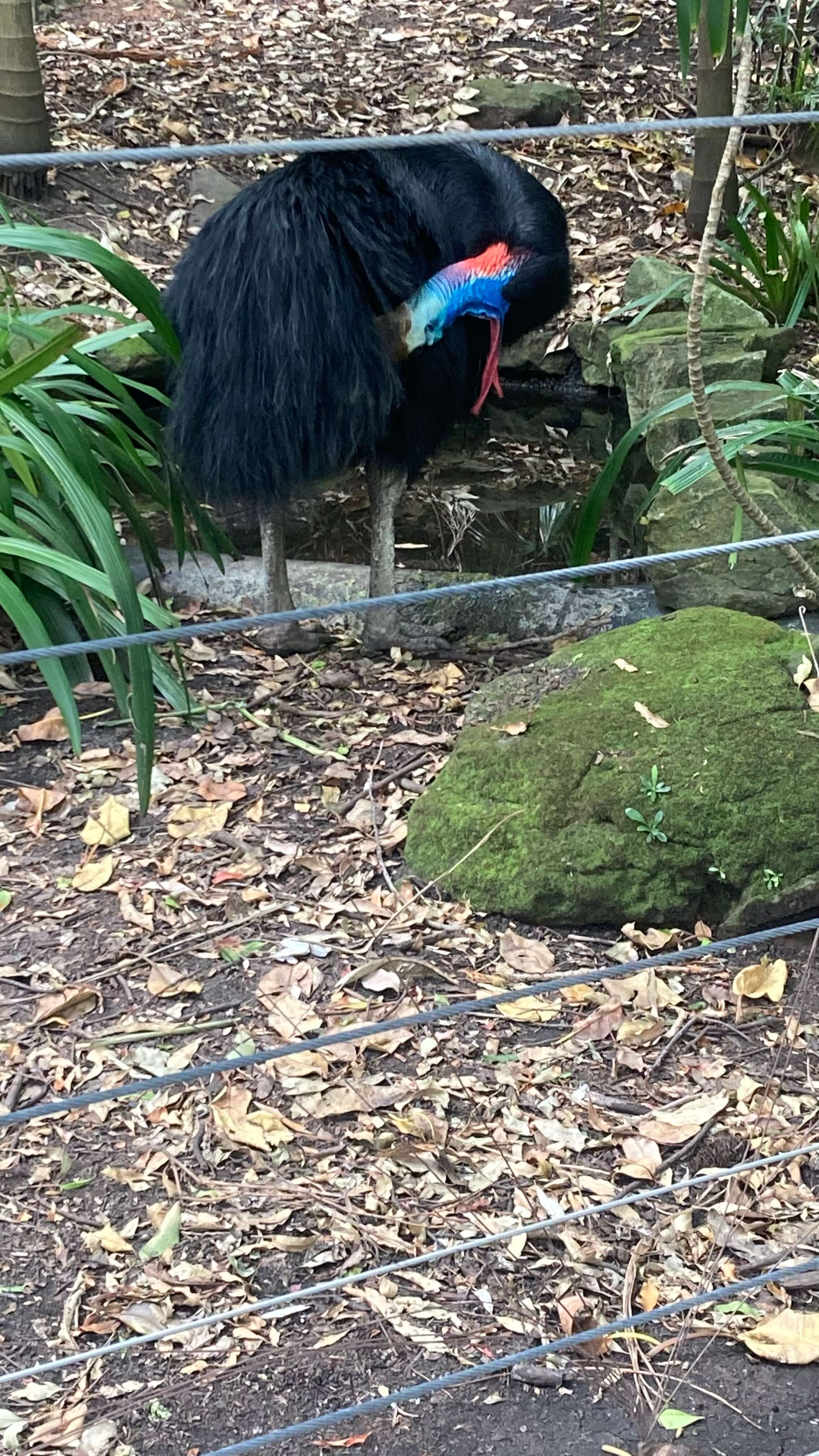 A Cassowary