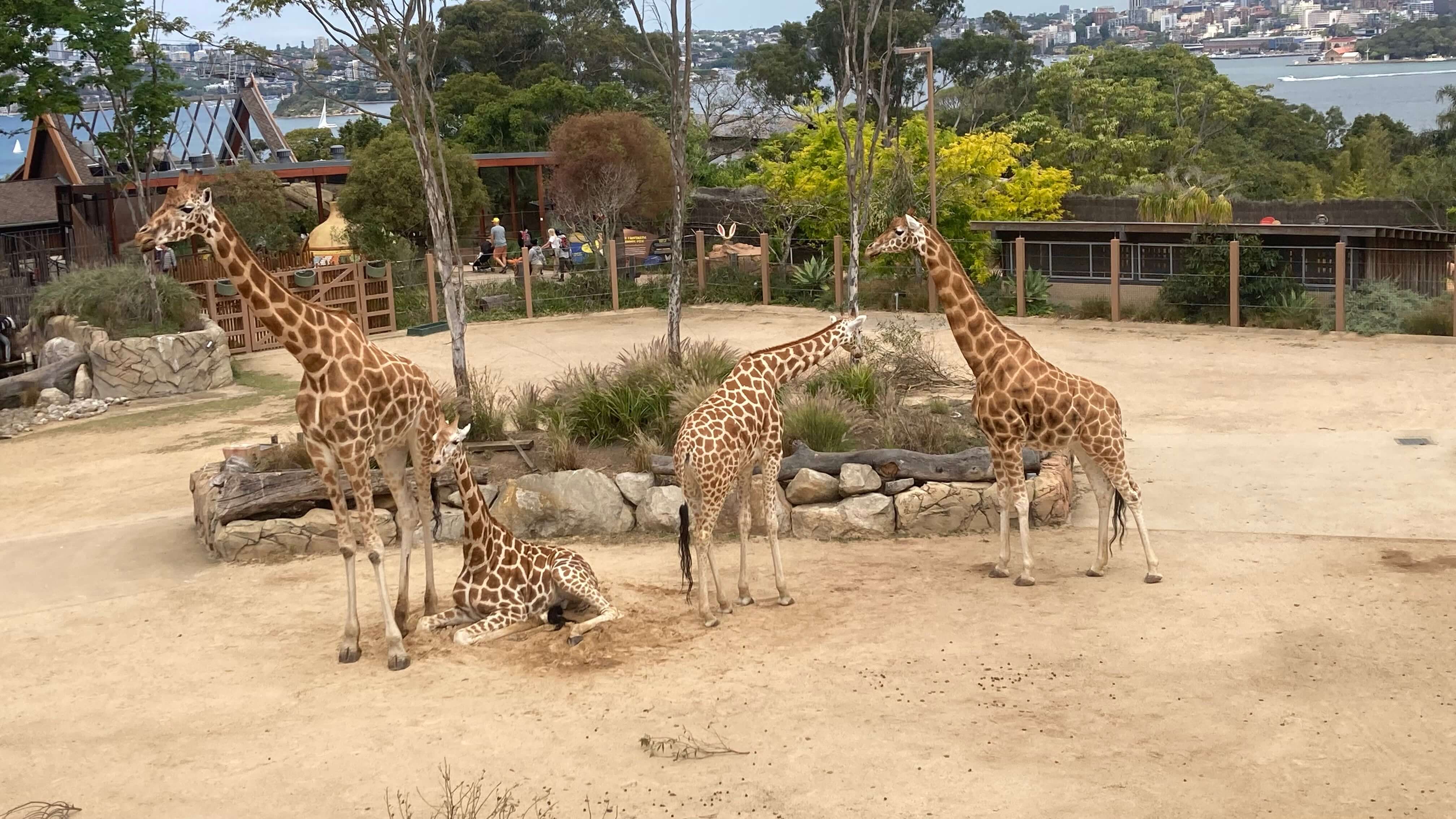 Giraffes