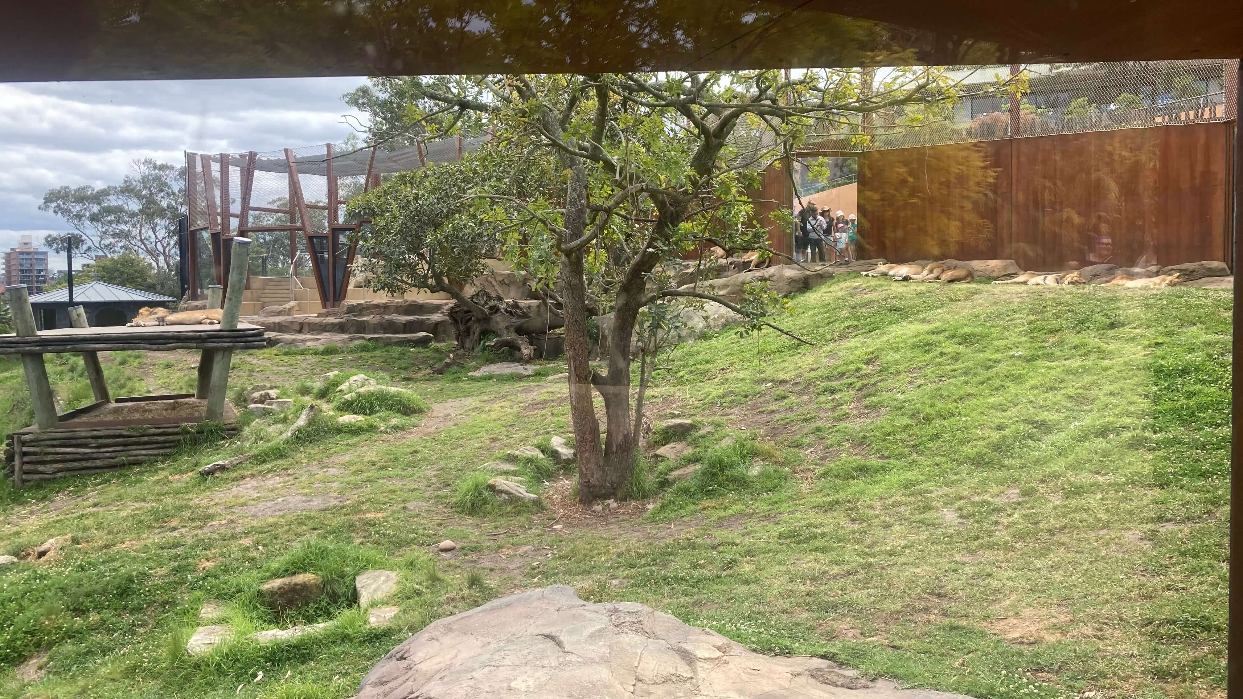 Lions