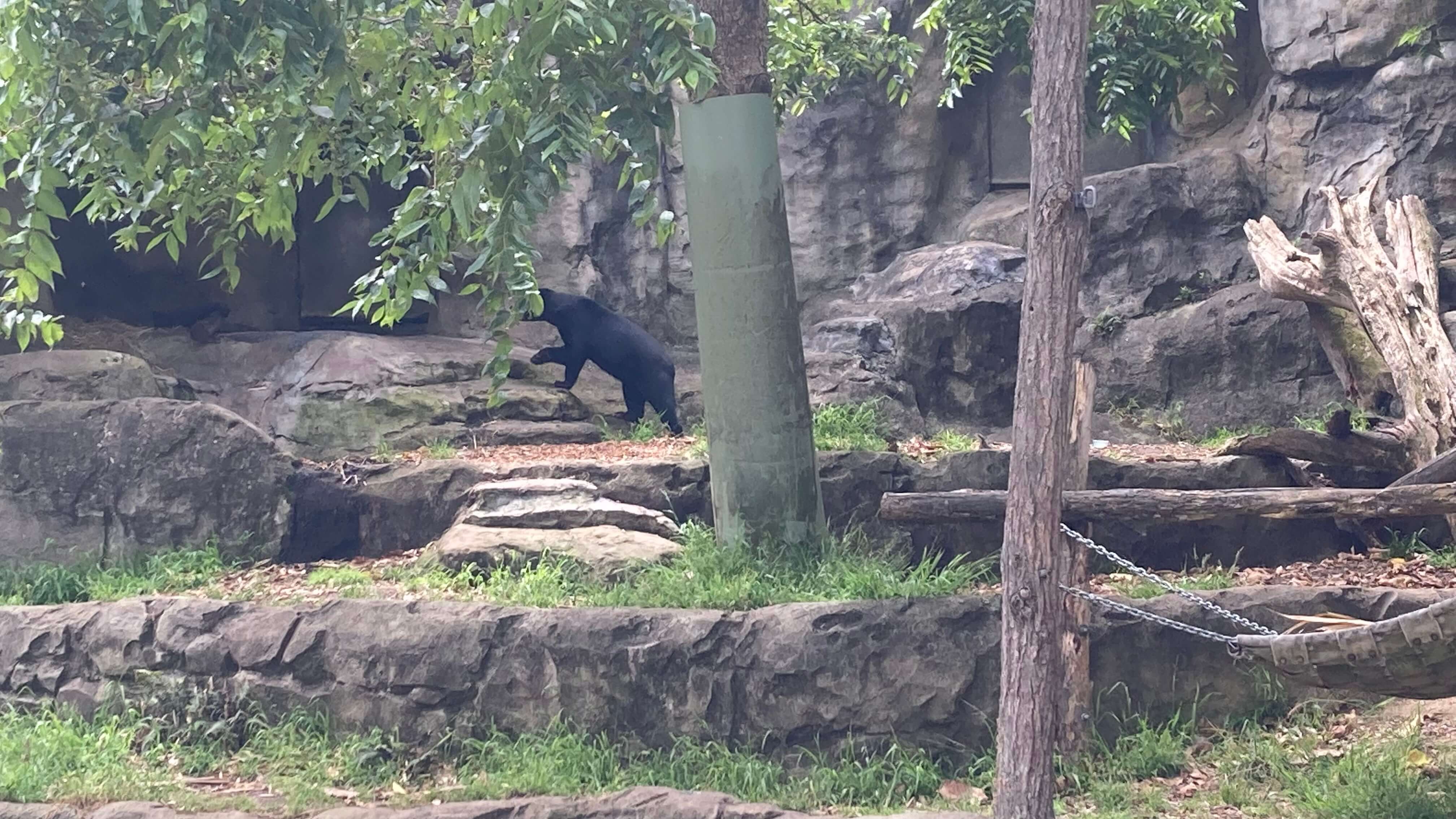 A Sun Bear