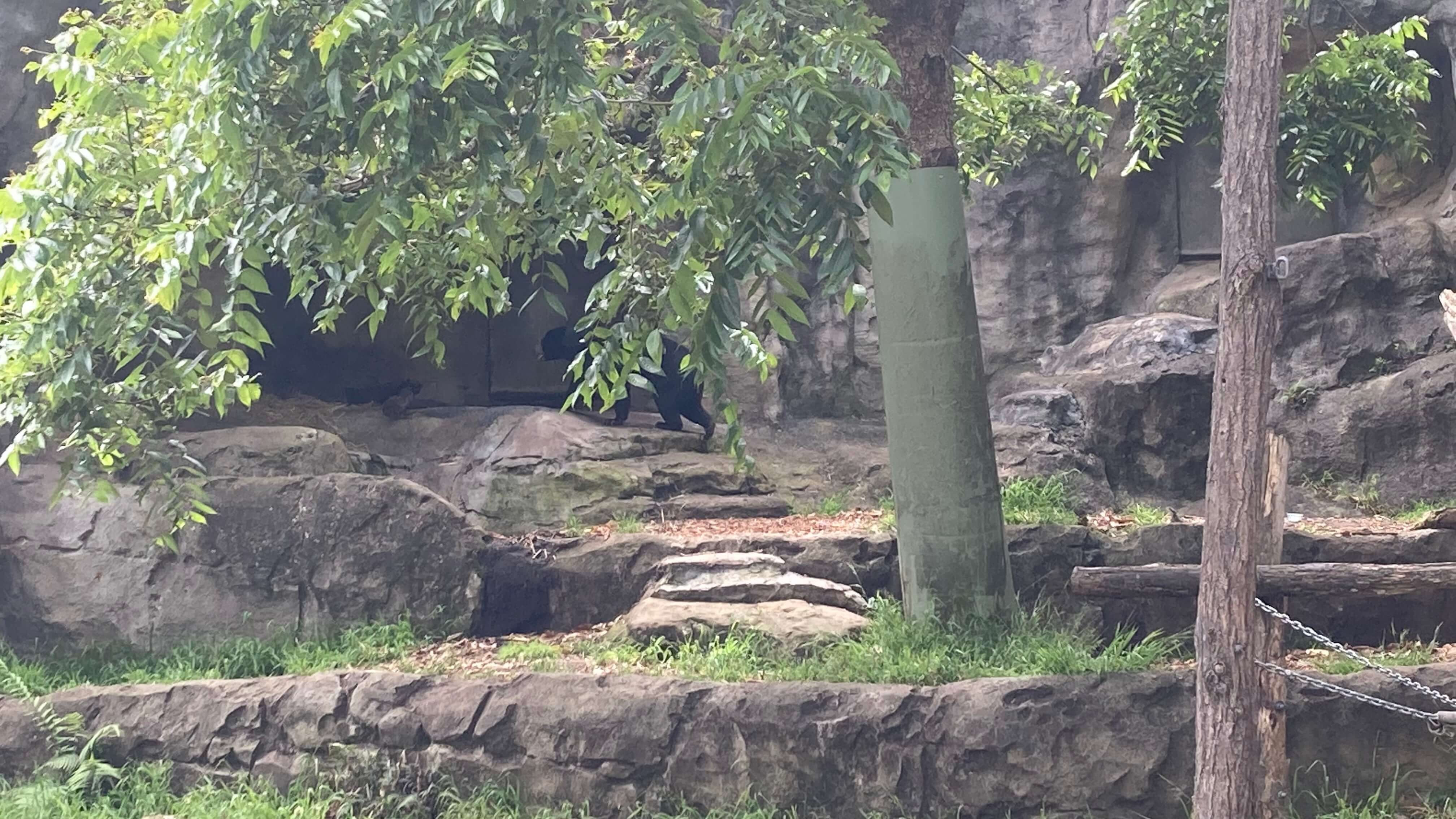 A Sun Bear