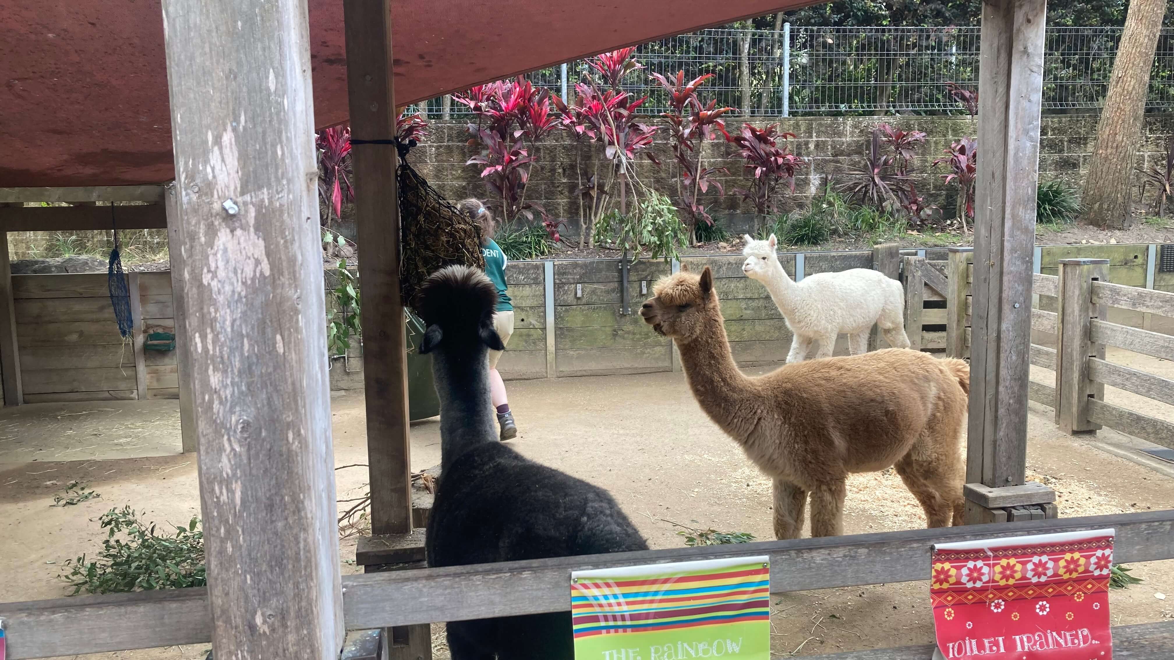Alpacas