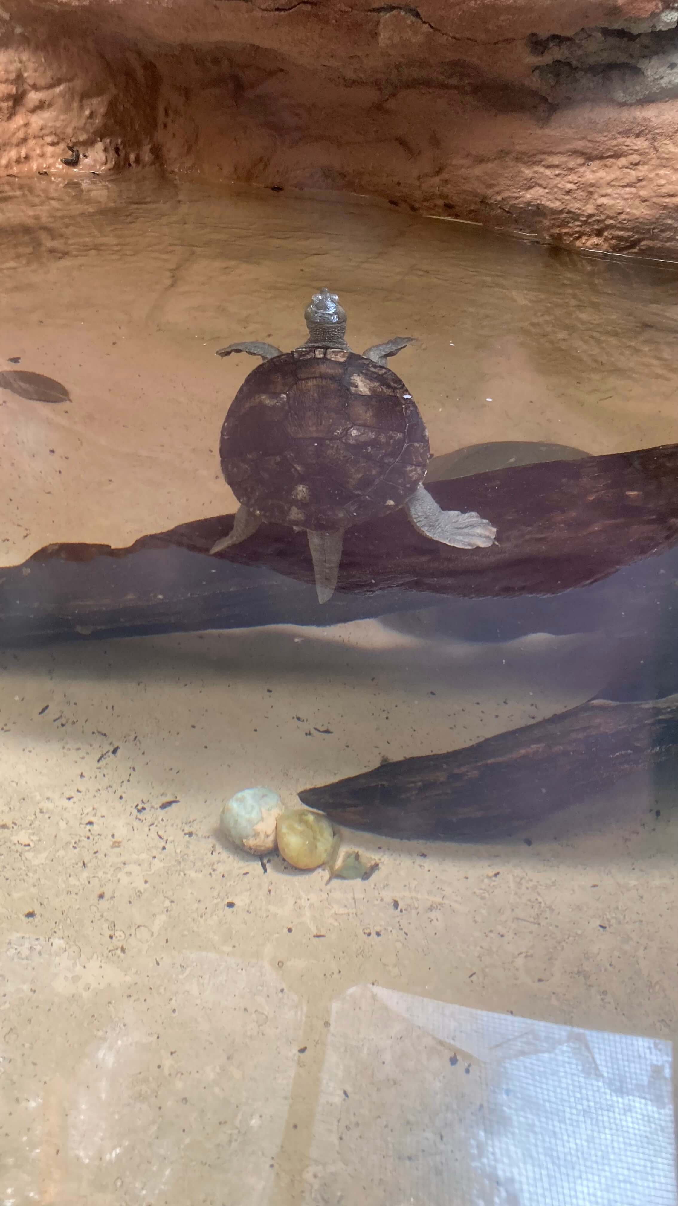Northern River Terrapin