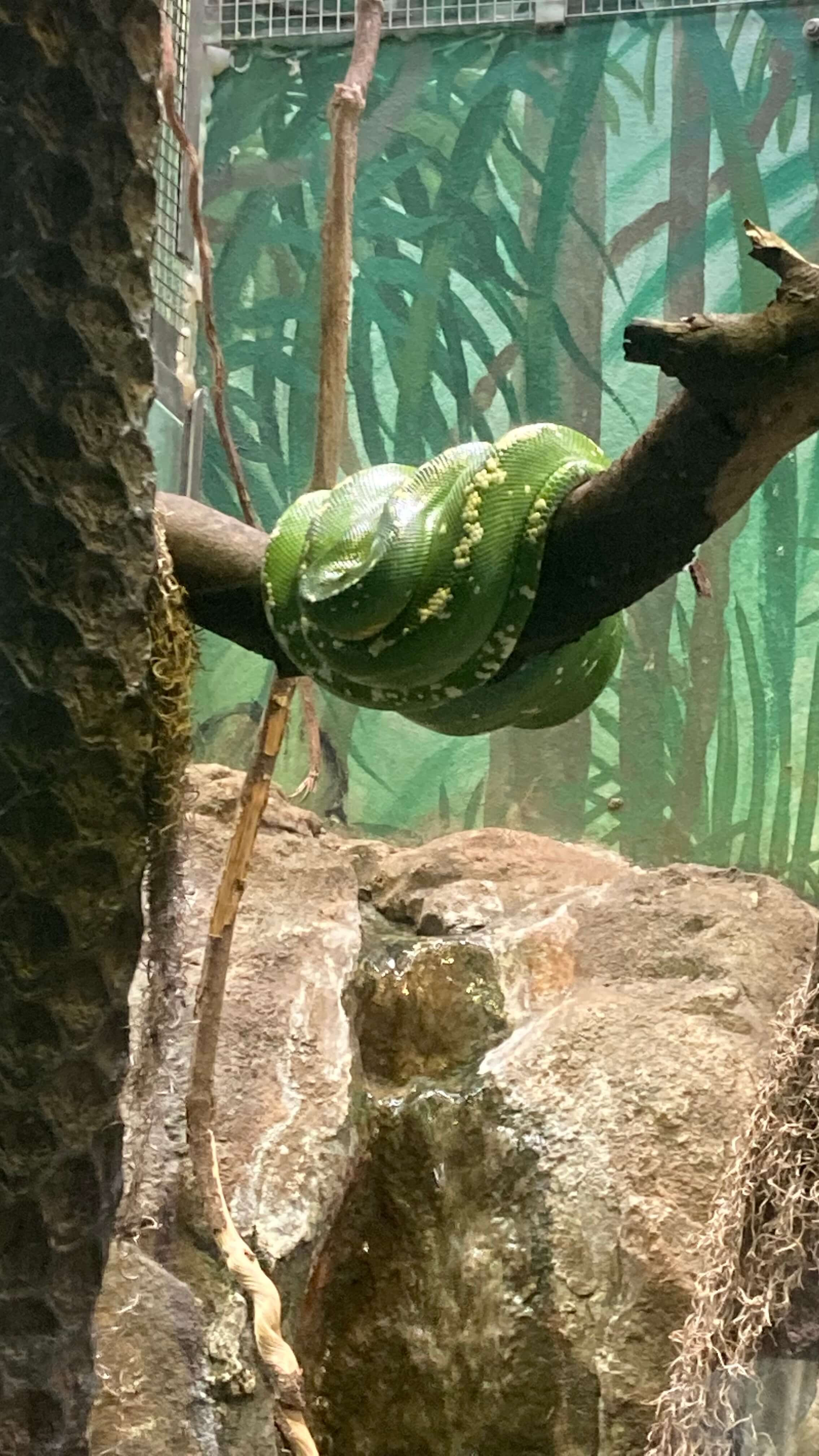 A Snake