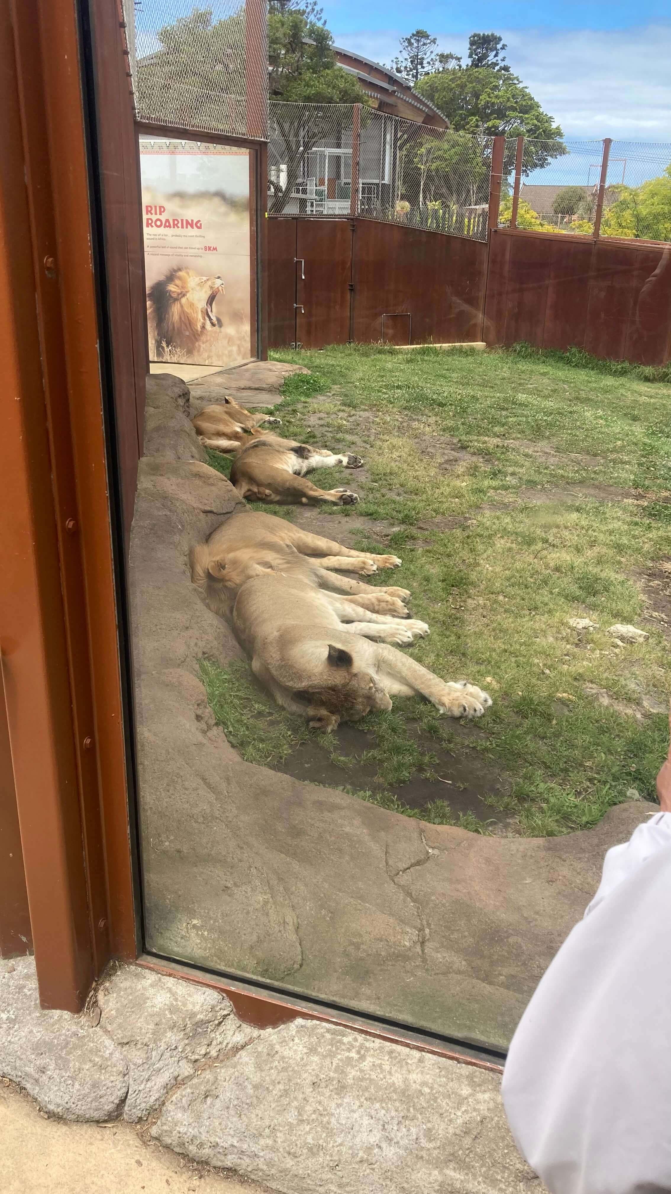 Lions