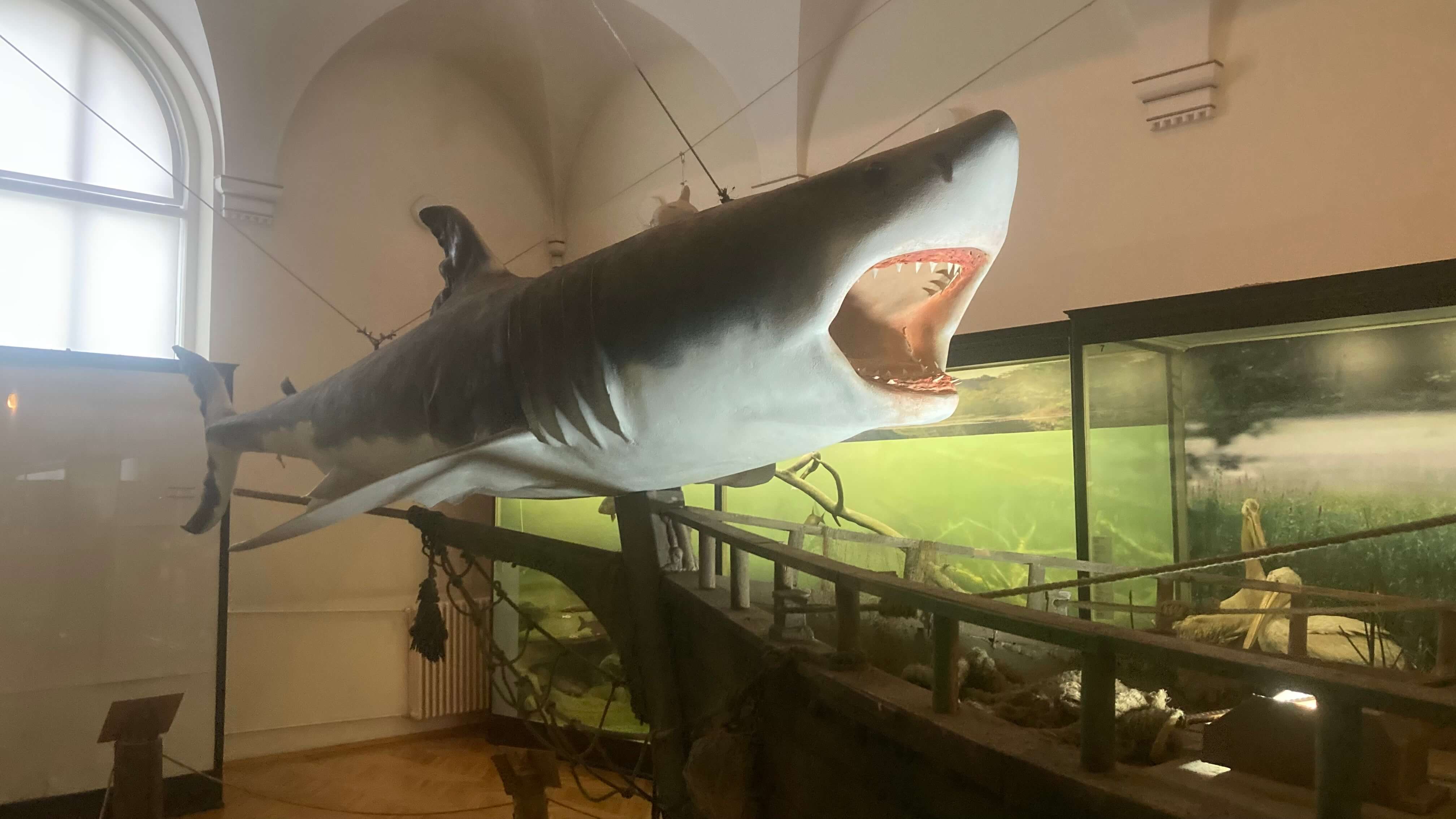 A Hungry Shark