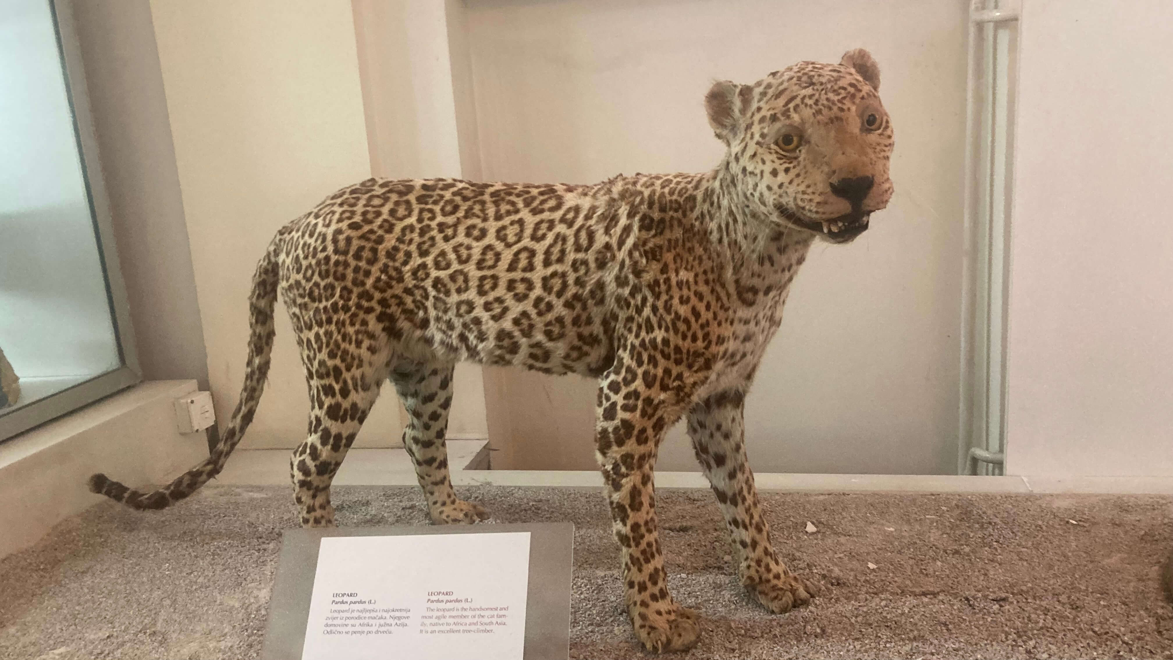 A Happy Cheetah