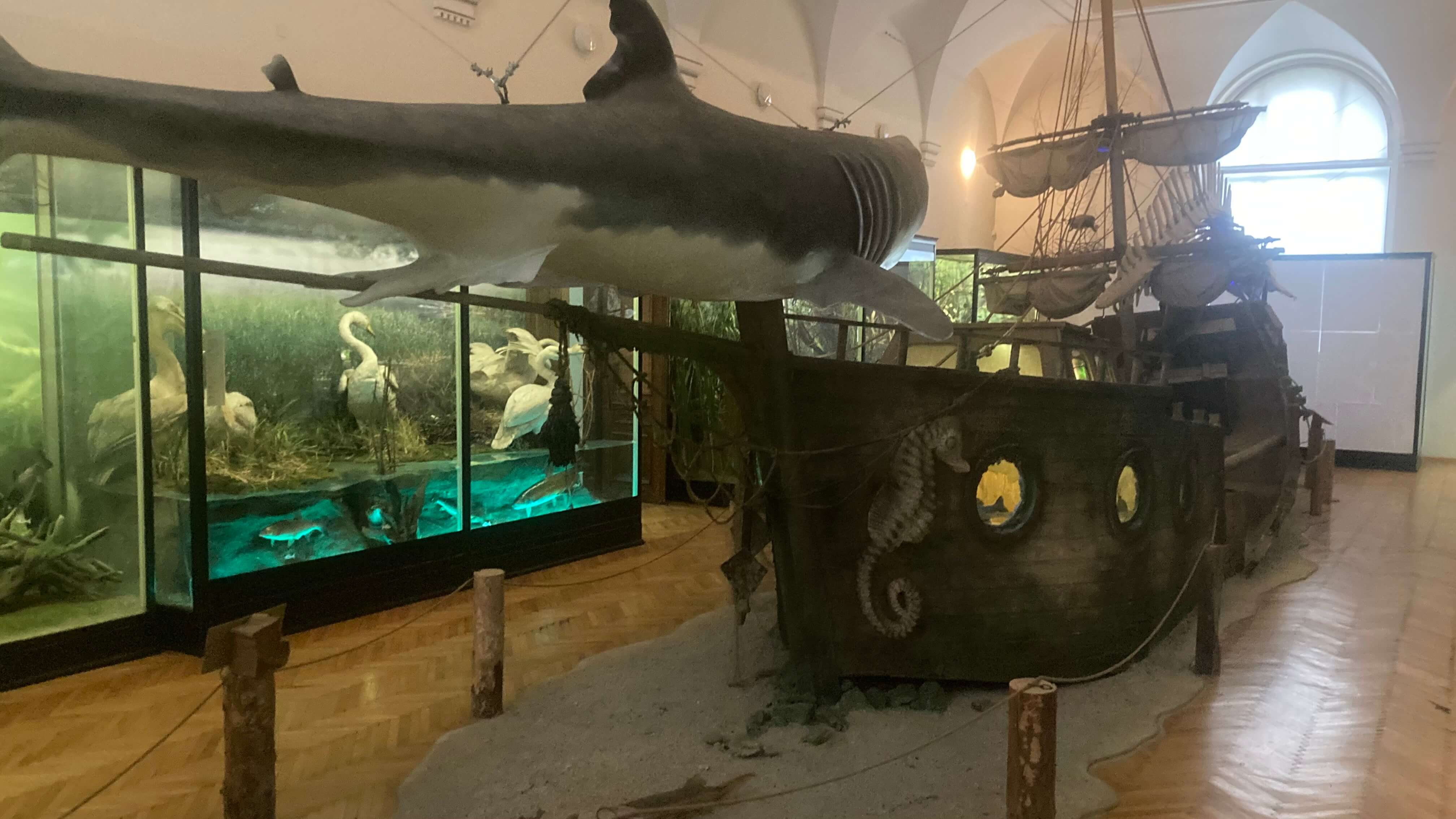 Shark Attack!